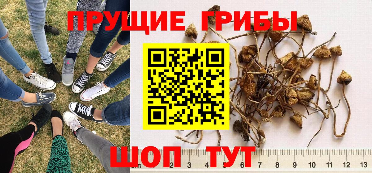 Галлюциногенные грибы Psilocybine cubensis Липецк